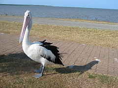 208 Cairns Esplanade
